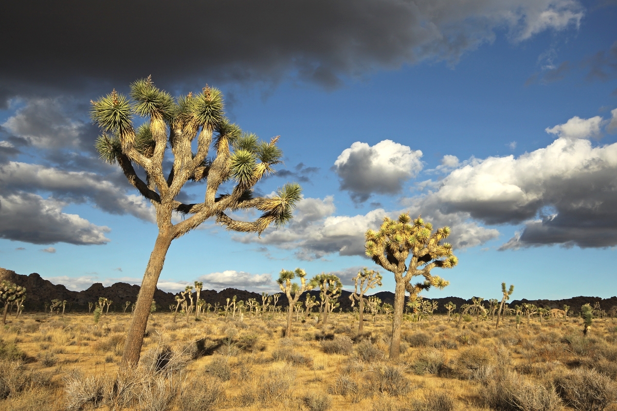 3. miesto - Joshua Tree National Park, California v USA, fotku poslal Tomáš Chrudimský z FRIMO Group GmbH