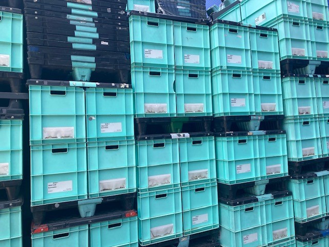 Boxes, pallets and lids